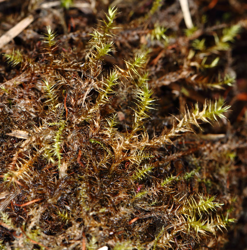 Drepanocladus polygamus